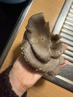 Гриб из Darmstadt