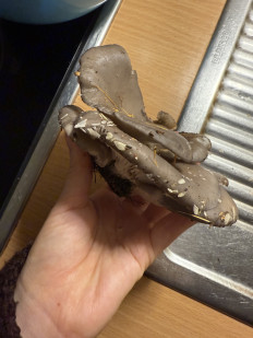 Гриб из Darmstadt