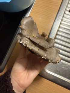 Гриб из Darmstadt