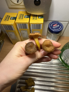 Гриб из Darmstadt