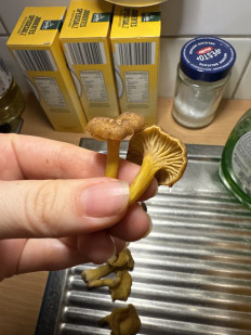 Гриб из Darmstadt