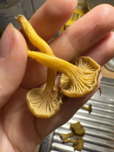 Гриб из Darmstadt