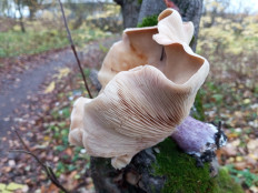 Рядовка лиловоногая