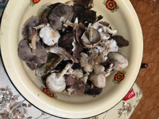 Гриб из Новочеркасск