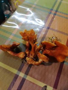 Гриб из Тула