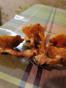 Гриб из Тула