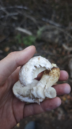 Гриб из Волгоград