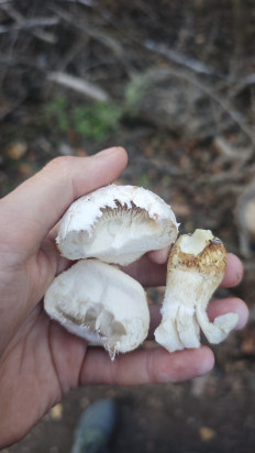 Гриб из Волгоград