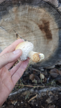 Гриб из Волгоград