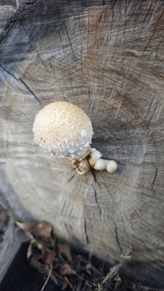 Гриб из Волгоград