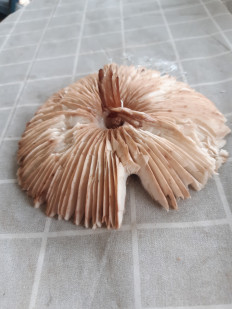 Гриб из Харьков