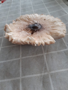 Гриб из Харьков