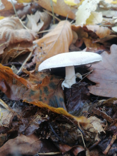 Гриб из Березань