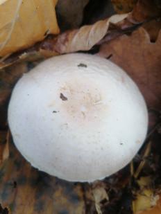 Гриб из Березань