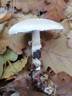 Гриб из Березань