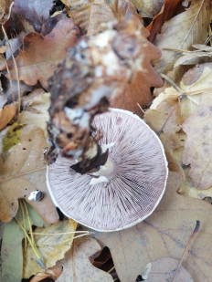 Гриб из Березань