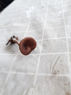 Гриб из Харьков