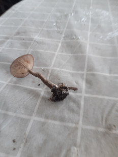 Гриб из Харьков