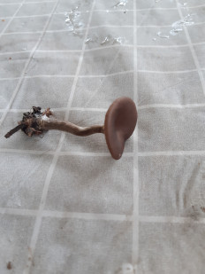 Гриб из Харьков