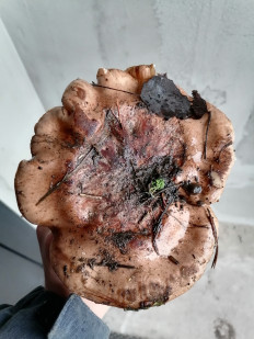 Гриб из Старый Оскол