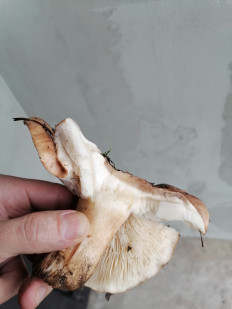 Гриб из Старый Оскол