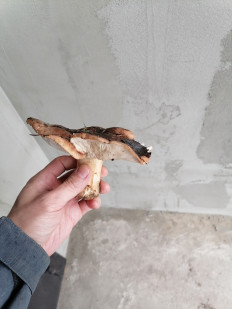 Гриб из Старый Оскол