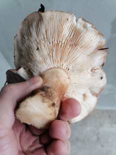 Гриб из Старый Оскол