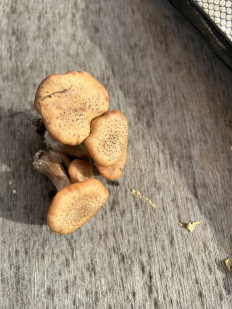 Гриб из Брест