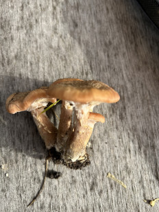 Гриб из Брест