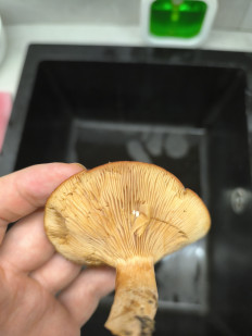 Гриб из Чигирин