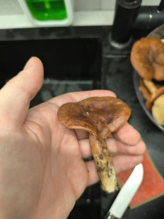 Гриб из Чигирин