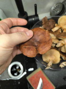 Гриб из Чигирин