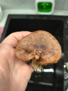 Гриб из Чигирин