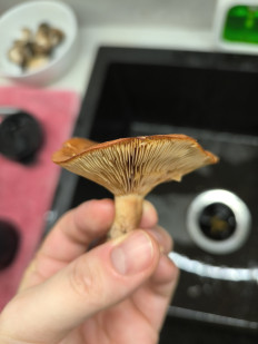 Гриб из Чигирин