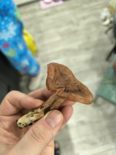 Гриб из Чигирин