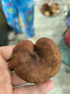 Гриб из Чигирин