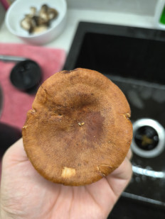 Гриб из Чигирин