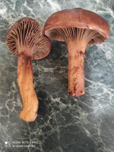 Гриб из Ставрополь