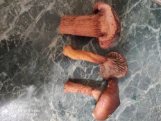 Гриб из Ставрополь