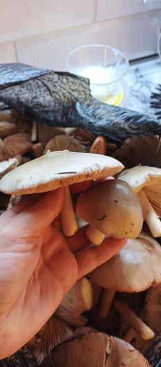 Гриб из Кореновск