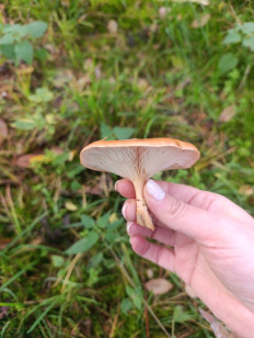 Гриб из Познань