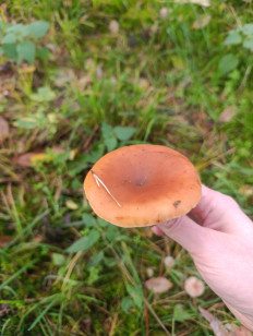 Гриб из Познань