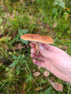 Гриб из Познань