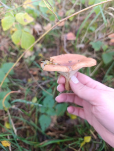 Гриб из Познань