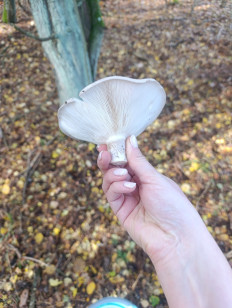 Гриб из Познань