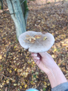 Гриб из Познань