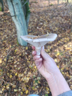 Гриб из Познань