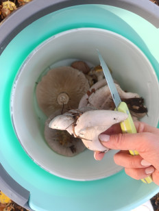 Гриб из Познань