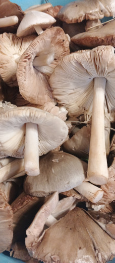 Гриб из Морозова