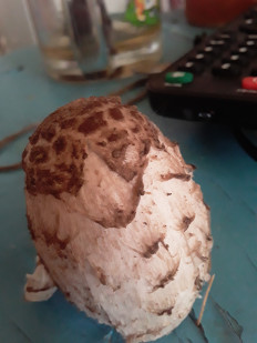 Гриб из Астраханская область